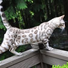 seattle snow bengal cat breeder issaquah wa bengal cat breeders bengal cat cats