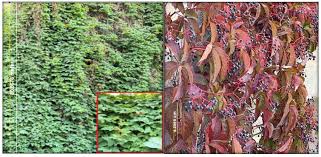 Image result for Parthenocissus quinquefolia