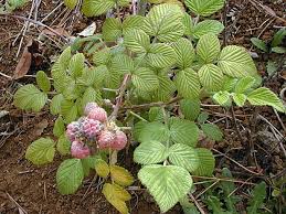 Image result for Rubus pinnatus