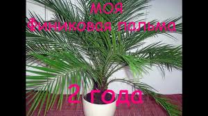 Уход за финиковой пальмой дома: Moya Finikovaya Palma 2 Goda Youtube