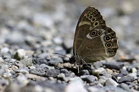 Image result for Lopinga achine