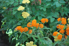 Image result for Asclepias foliosa