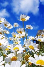 New Flower Wallpaper Download Free Hd 4k Wallpapers Backgrounds In 2020 Daisy Love Beautiful Flowers Pretty Flowers
