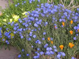 Overall, 1,548 are wildflowers, 232 are shrubs. Discover These Plants Seven Garden Worthy Wildflowers High Plains Gardening