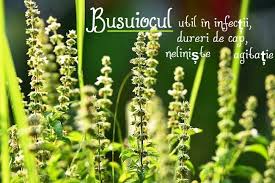 Busuioc Pentru Neliniște Agitație Tulburări Digestive Dureri De Cap Infecții Natural Remedies Herbs Fruit
