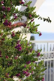 Image result for Virgilia oroboides