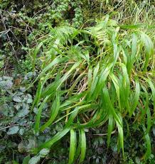 Image result for Brachypodium flexum
