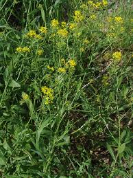 Image result for Rorippa madagascariensis