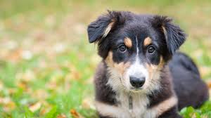 Let's check out the pros and cons of bringing home an australian shepherd puppy. The Mini Australian Shepherd Dog Animal Corner
