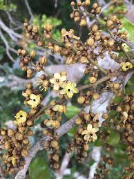 Image result for Dialium schlechteri