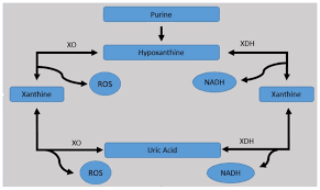 Purine Table Pdf Elcho Tablesexiezpix Web Porn
