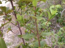 Image result for Guettarda