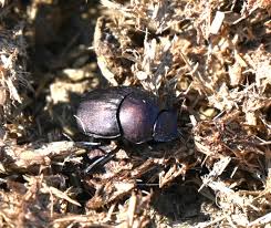 Image result for Canthium bugoyense