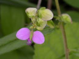 Image result for Polygala persicariifolia