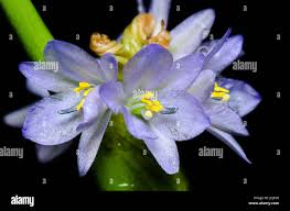 Image result for Monochoria