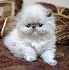 Maybe you would like to learn more about one of these? Persian Kittens Aww Kitten Adoption Beautiful Cats Kittens Cutest