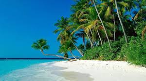 We did not find results for: Palm Tree Beach Wallpapers Wallpaper Cave