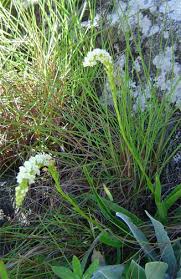 Image result for Schizochilus