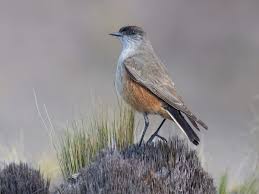 Image result for Cenchrus trisetus