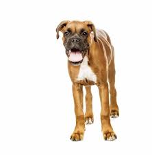 Below are some of the boxers that are currently available. Boxer Puppies For Adoption The Y Guide