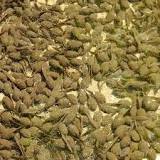 Image result