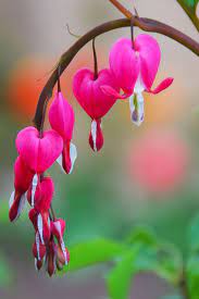 How To Grow Bleeding Hearts Gardener S Path Fall Plants Bleeding Heart Flower Shade Perennials