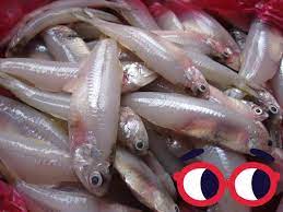 Seekor ular bisa punya 200. Anak Tak Suka Makan Ikan Sebab Tulang Banyak Boleh Buat Resipi Ikan Celup Tepung Mudah Sedap Pa Ma