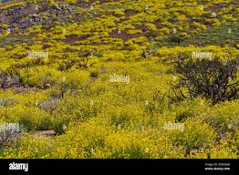 Image result for Adenocarpus mannii