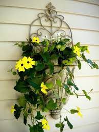 Trailing Black Eyed Susans Love Love Love This Garden Containers Container Flowers Container Plants