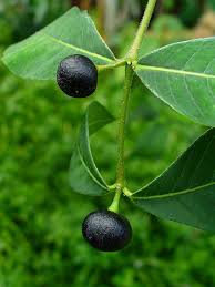 Image result for Rauvolfia