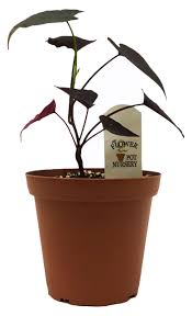 Image result for Ipomoea batatas pots