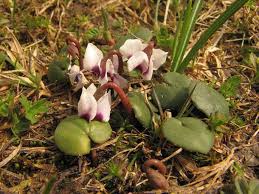 Image result for Cyclamen parviflorum