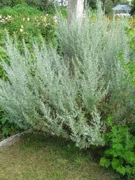 General information about artemisia annua (artan) balkans, southern mediterranean, black sea, caucasus, russia, siberia, russian far east, western asia, central asia. Zobacz Watek Bylica Artemisia Odmiany Uprawa Zdjecia
