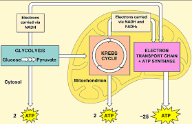 Glycolysis, the link reaction, the krebs cycle, and oxidative phosphorylation. Using Models To Understand Cellular Respiration Serendip Studio