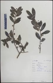 Image result for Aphloia theiformis