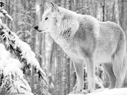 Winterbilder tiere als hintergrundbild : Download Tiere Wallpaper Wolf Winter Schnee Kosten 1600x1200 Animaux Bureau D39cran Download Fond Fonds Gratuits Animal Wallpaper Winter Wolves Animals