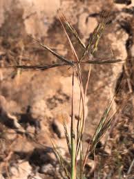 Image result for Hyparrhenia barteri