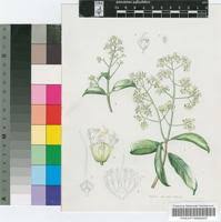 Image result for Galpinia transvaalica