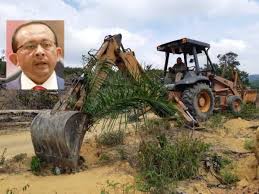 Cara budidaya kelapa sawit yang telah terbukti dapat meningkatkan hasil panen. Jpnp Musnahkan 5 500 Pokok Sawit Ditanam Secara Haram