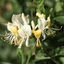 Image result for Lonicera