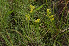 Image result for Habenaria insolita