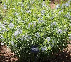 Image result for Tabernaemontana brachyantha