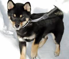 Black And Tan Shiba Inu Chihuahua Mix Puppies Cute Puppy Names Pictures Of Puppies More Daily Puppy Shiba Inu Shiba Inu Dog Shiba
