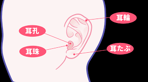 耳 攻め 方