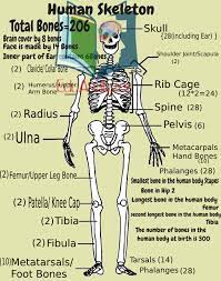 Human Skeleton With Labels Know The Total Number Of Bones In Human With There Names Humanskeleton T Human Skeleton Labeled Human Skeleton Bones Human Bones