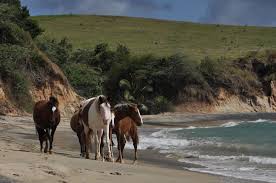 A trusted marketplace for people to list, discover, and book water travel experiences around the world on a single platform. And If I Had A Pony I D Ride Him On My Boat Margaritaville Blog