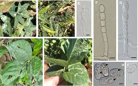 Image result for Macrotyloma daltonii