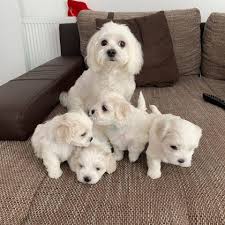 Related ads with more general searches Cute Maltose Puppies For Adoption And Maltese Puppies For Sale Facebook
