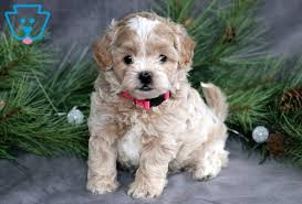 That said, there isn't any one person or breeder that can. Jingles Shihpoo Puppy For Sale Keystone Puppies Puppies For Sale Shih Poo Puppies