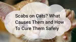 The following list of medications are in some way related to, or used in the treatment of this condition. Scabs On Cats How To Cure Them Safely Kotikmeow